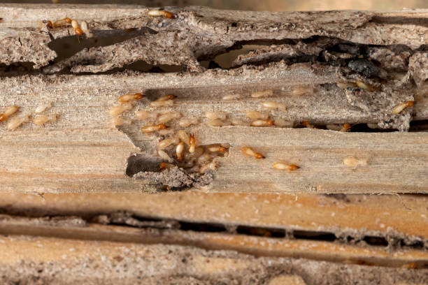 Best Wasp Removal Services  in Inverness Highlands North, FL